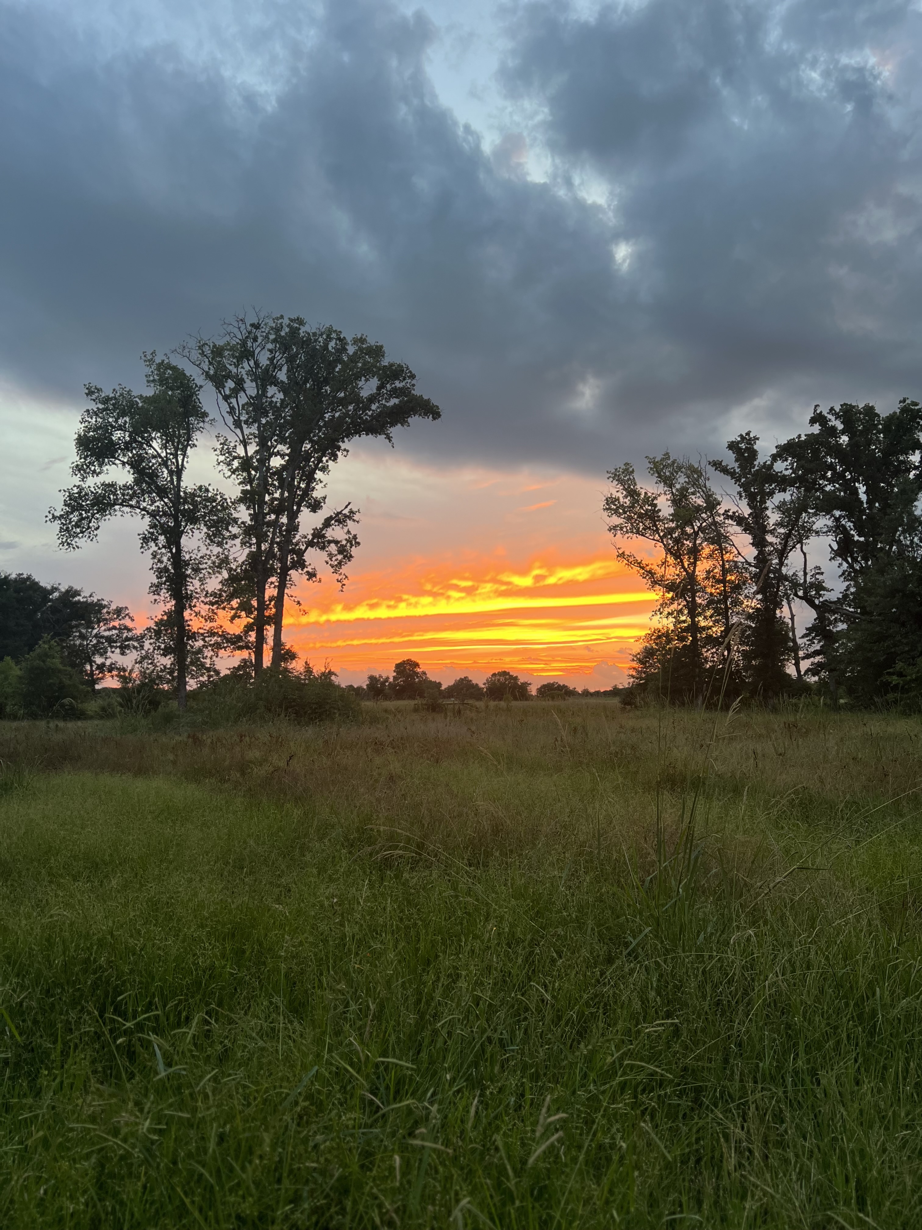 Backyard Sunsets